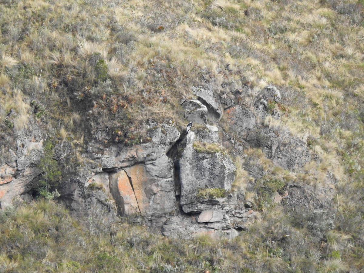 Andean Condor - ML645931887