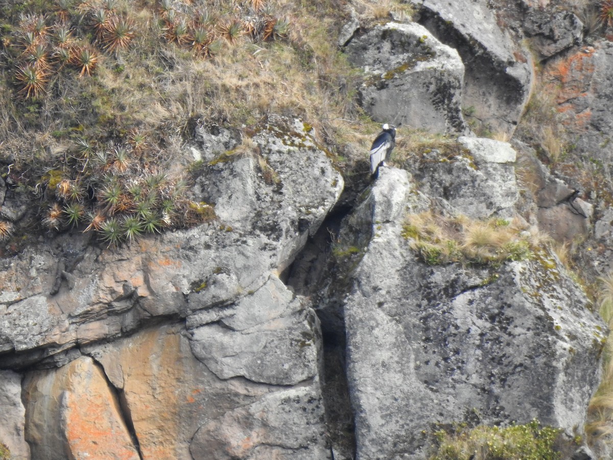 Andean Condor - ML645931888