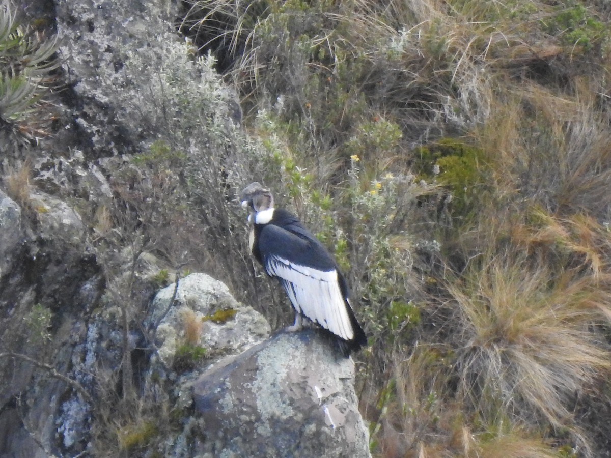 Andean Condor - ML645931889