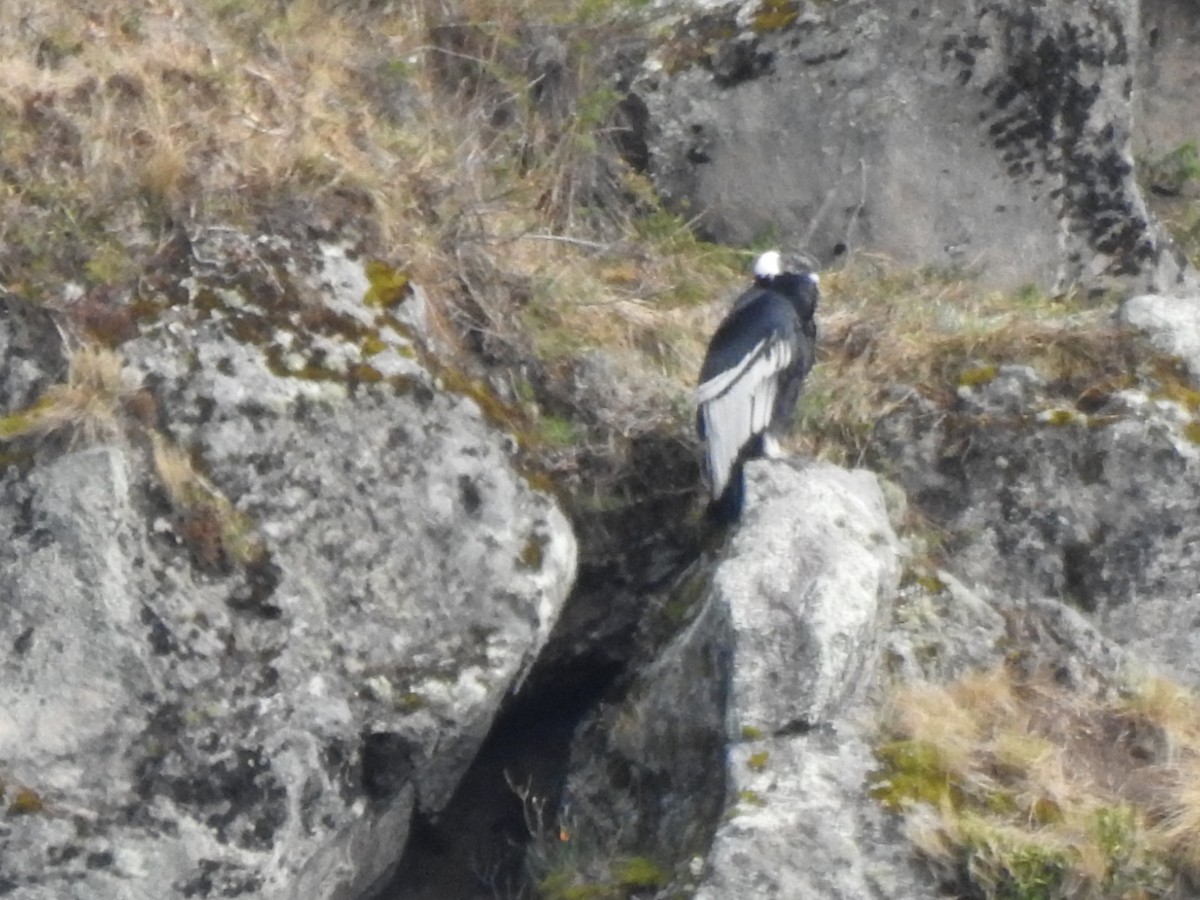 Andean Condor - ML645931890