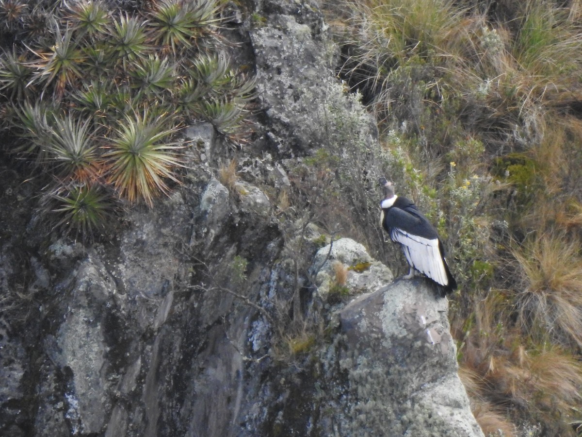 Andean Condor - ML645931891