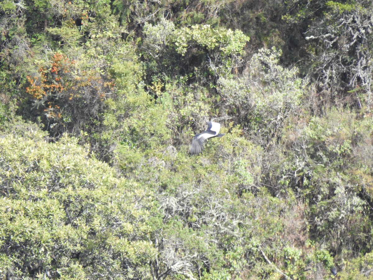 Andean Condor - ML645931892