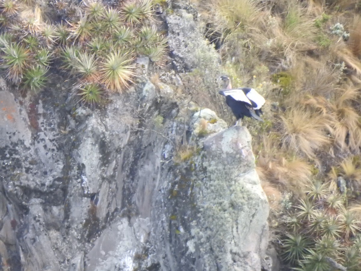 Andean Condor - ML645931893