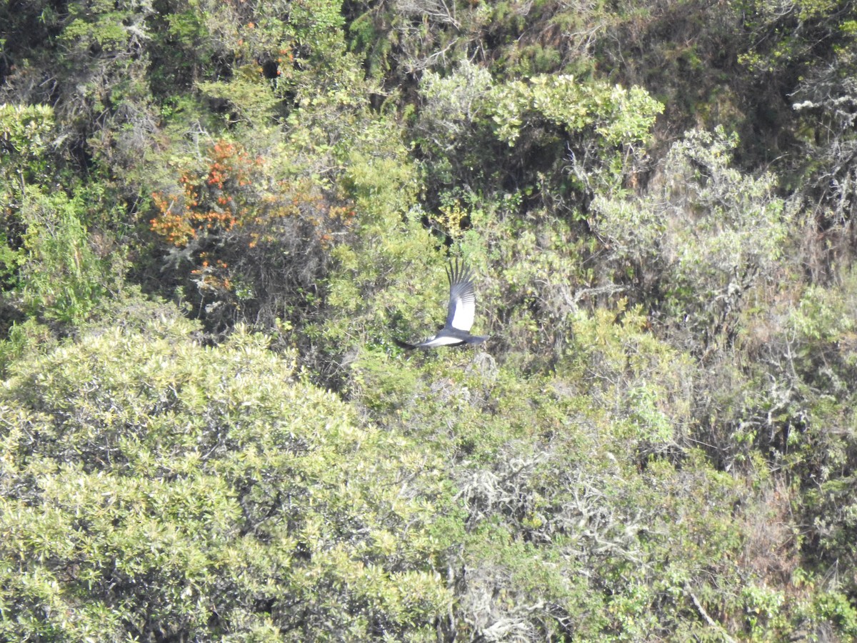 Andean Condor - ML645931894