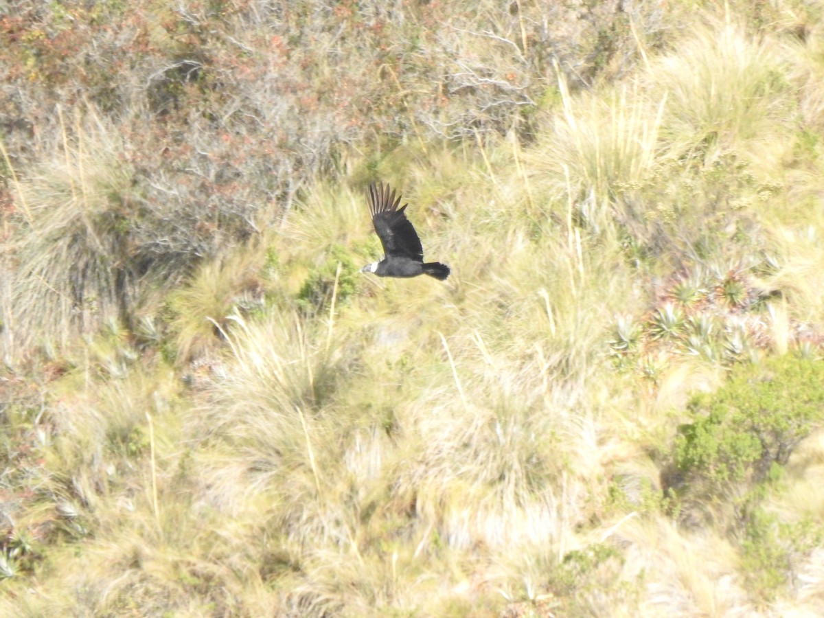 Andean Condor - ML645931895