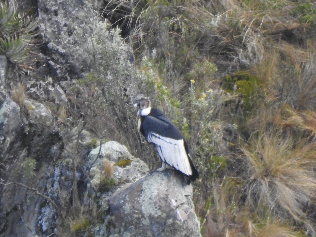 Andean Condor - ML645931896