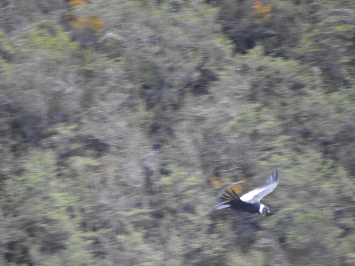 Andean Condor - ML645931897