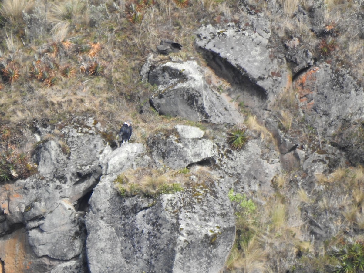 Andean Condor - ML645931898