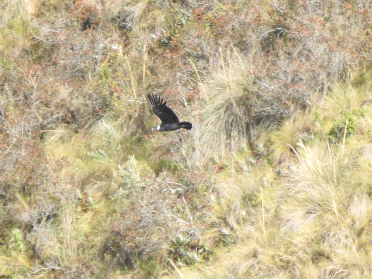 Andean Condor - ML645931899