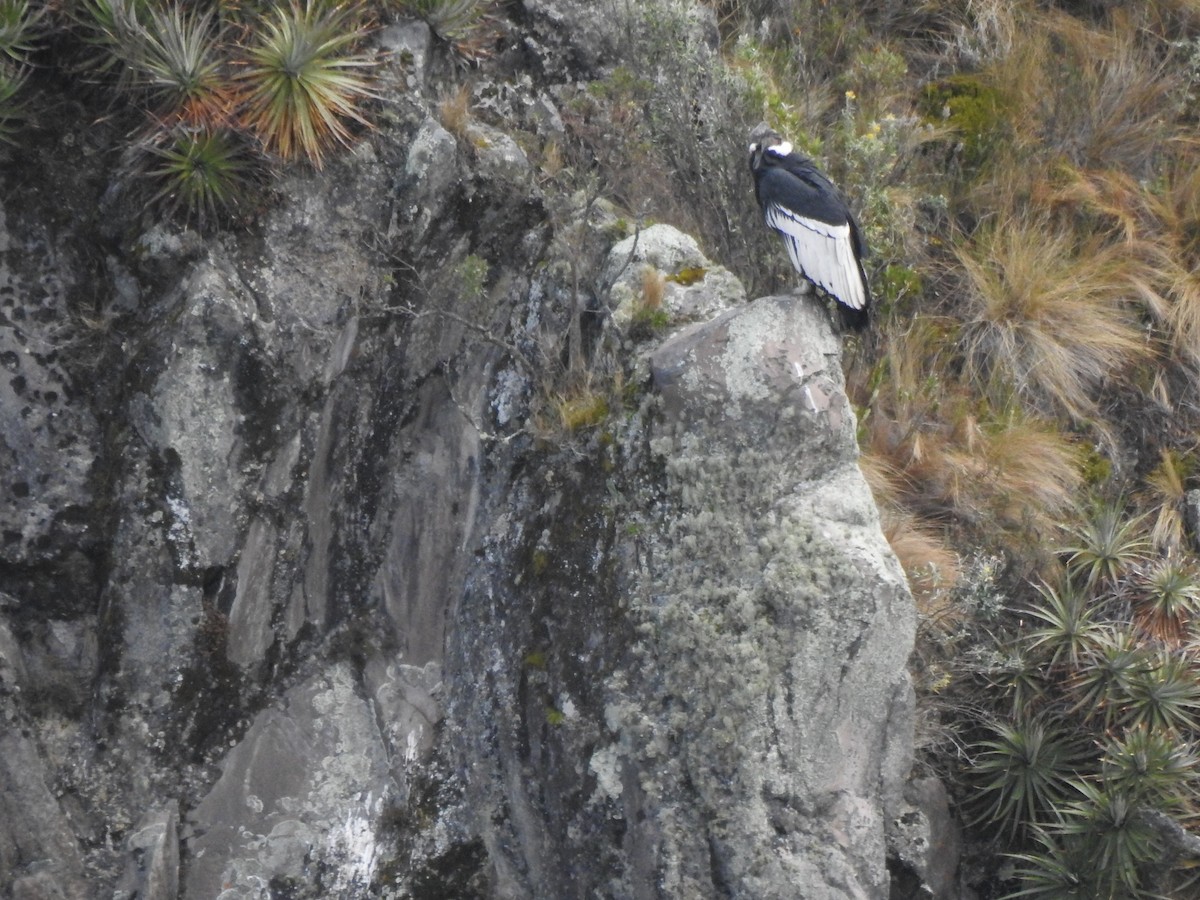 Andean Condor - ML645931900