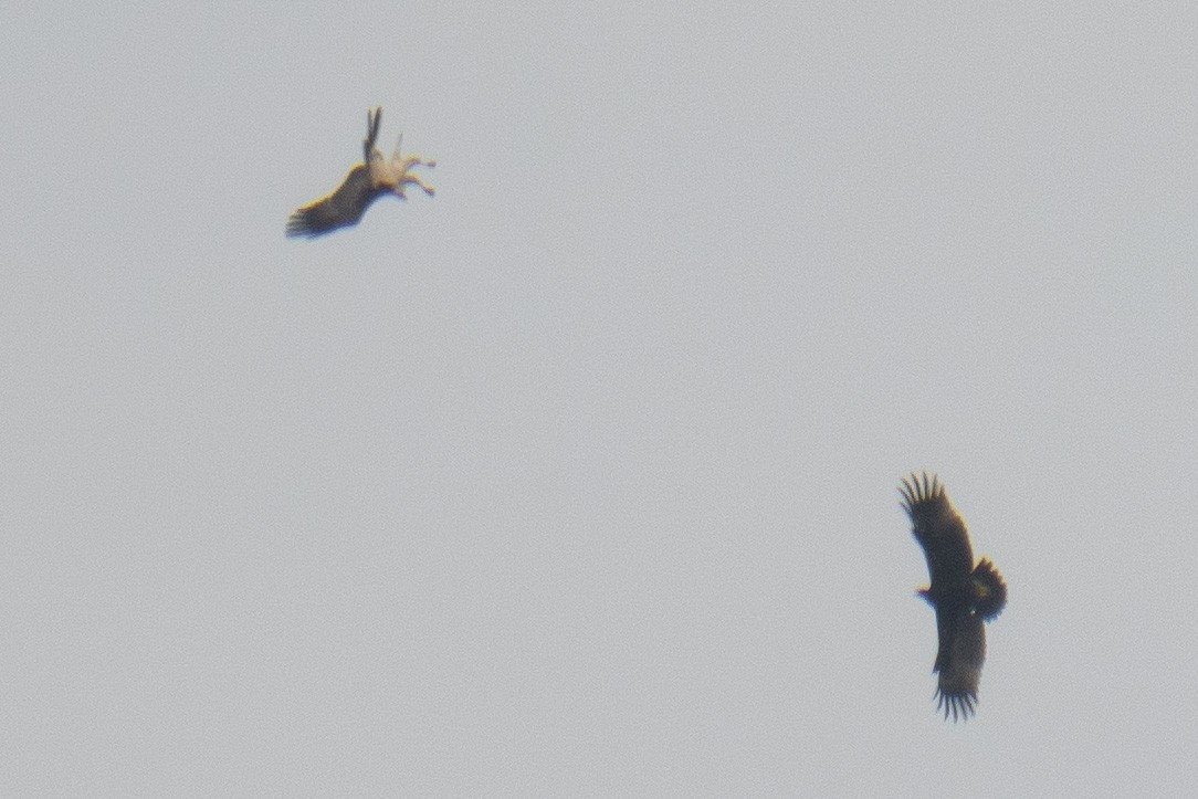 花鵰 - ML645931901