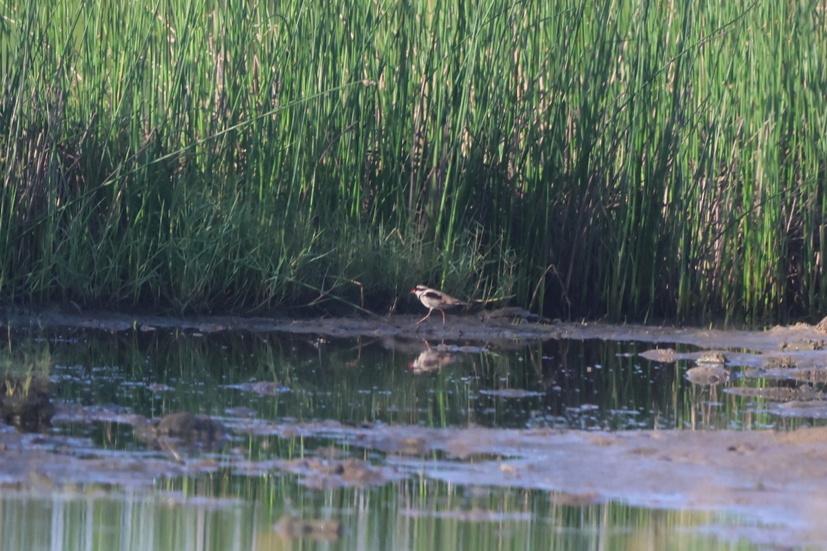 Black-fronted Dotterel - ML645931902