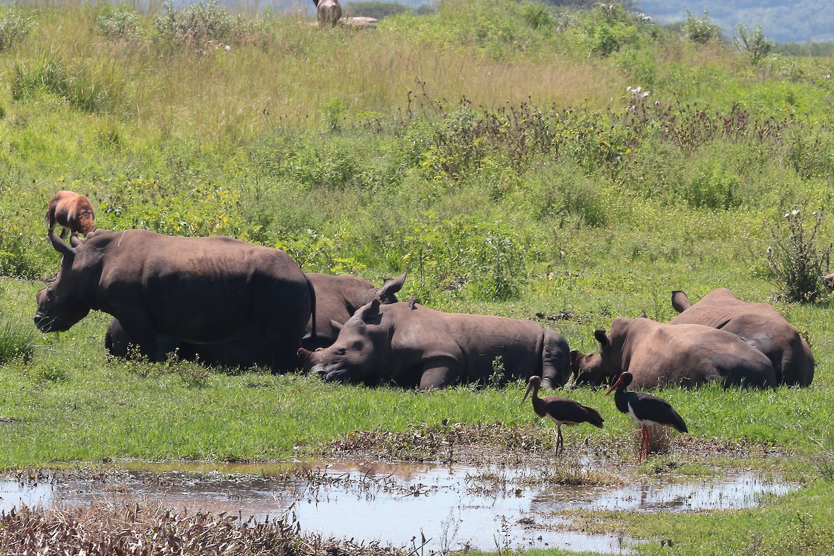 黑鸛 - ML645931903