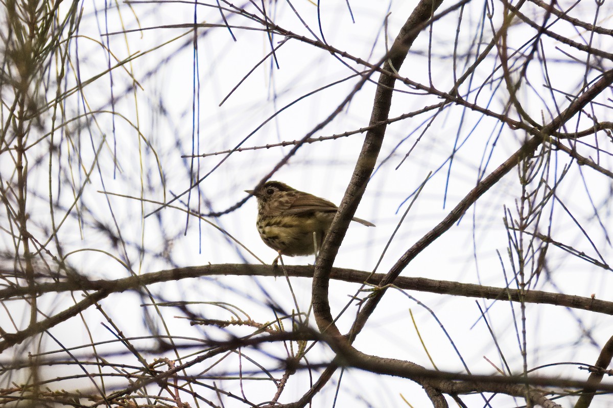 Speckled Warbler - ML645931904