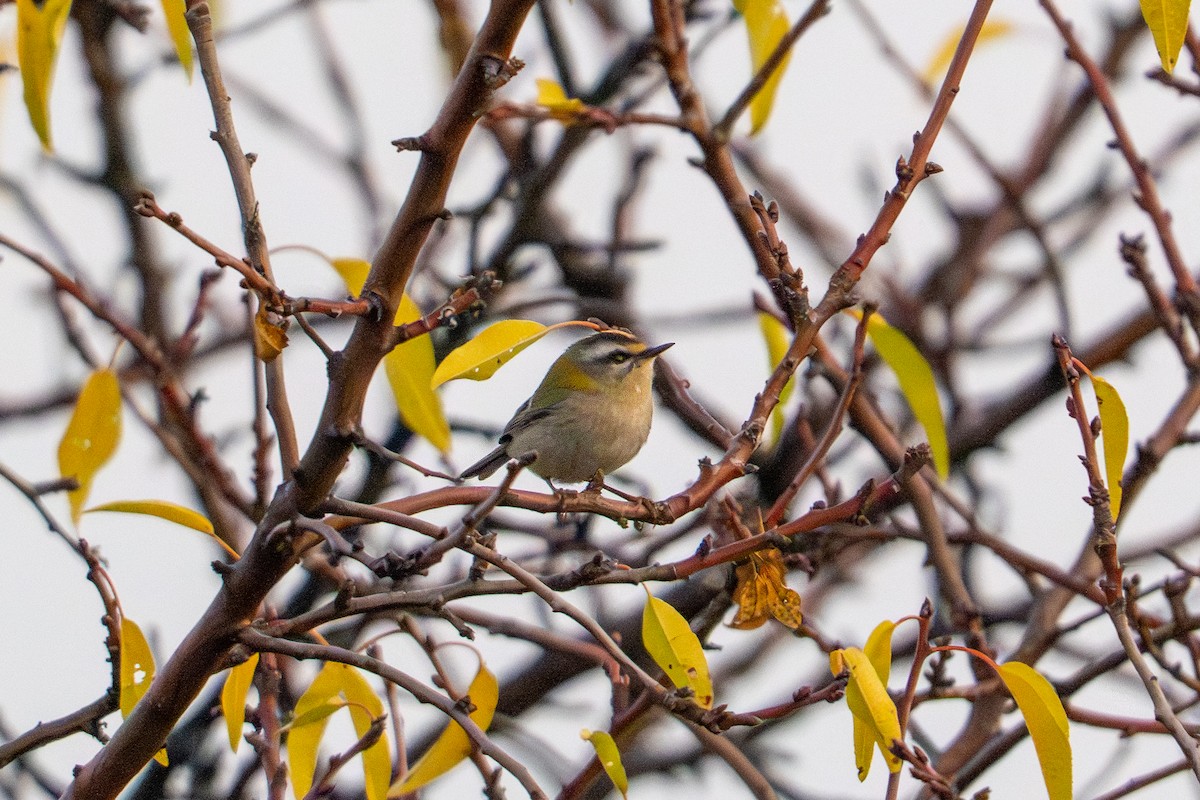 Common Firecrest - ML645931905