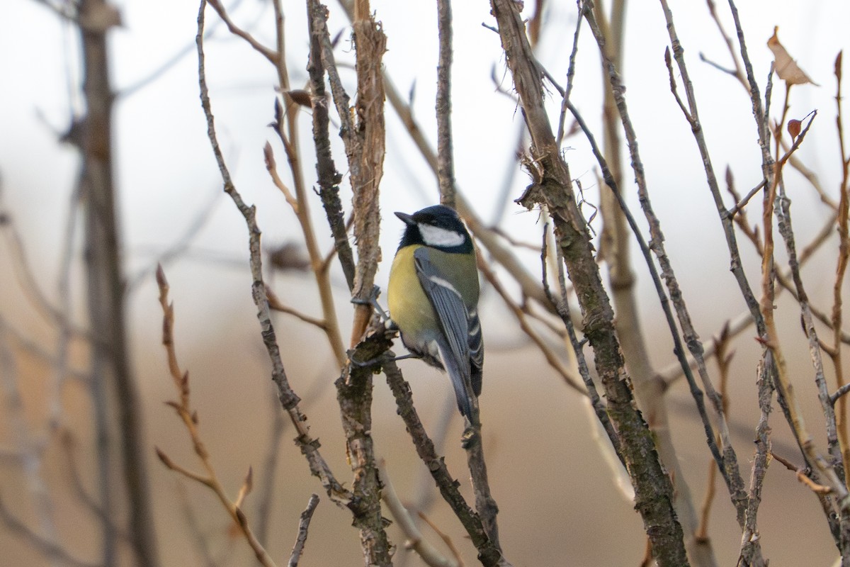 Great Tit - ML645931908
