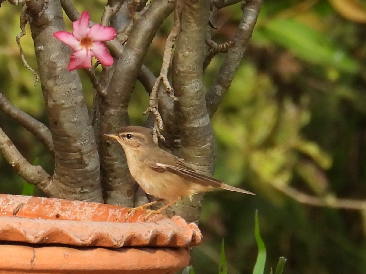 עלווית כהה - ML645931910