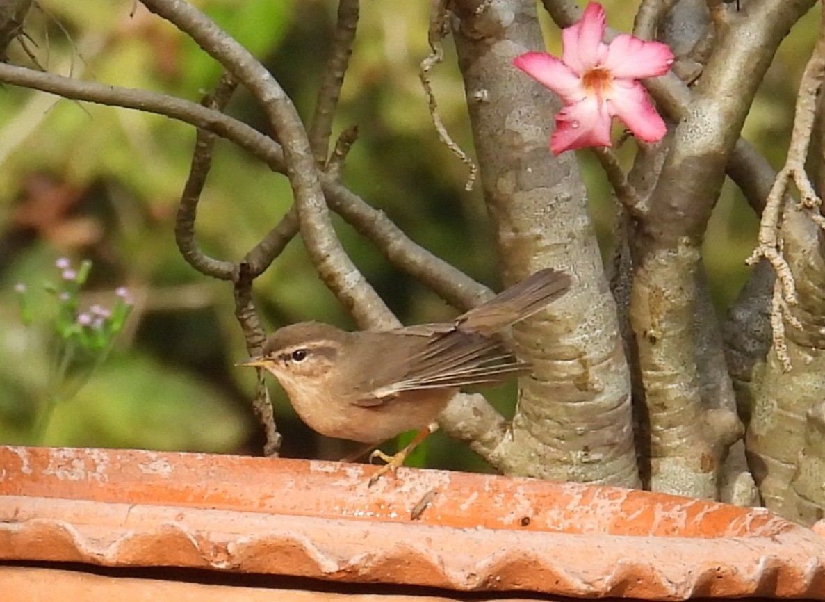 עלווית כהה - ML645931911