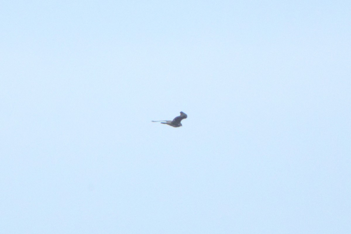 Sakre belatza - ML645931916