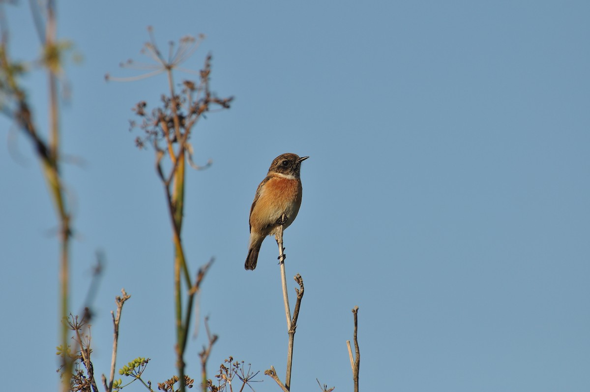 Tarabilla Europea - ML645931918