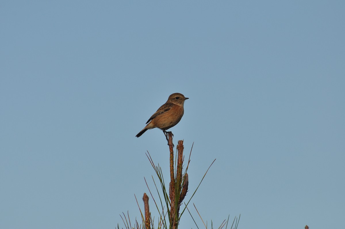 Tarabilla Europea - ML645931919