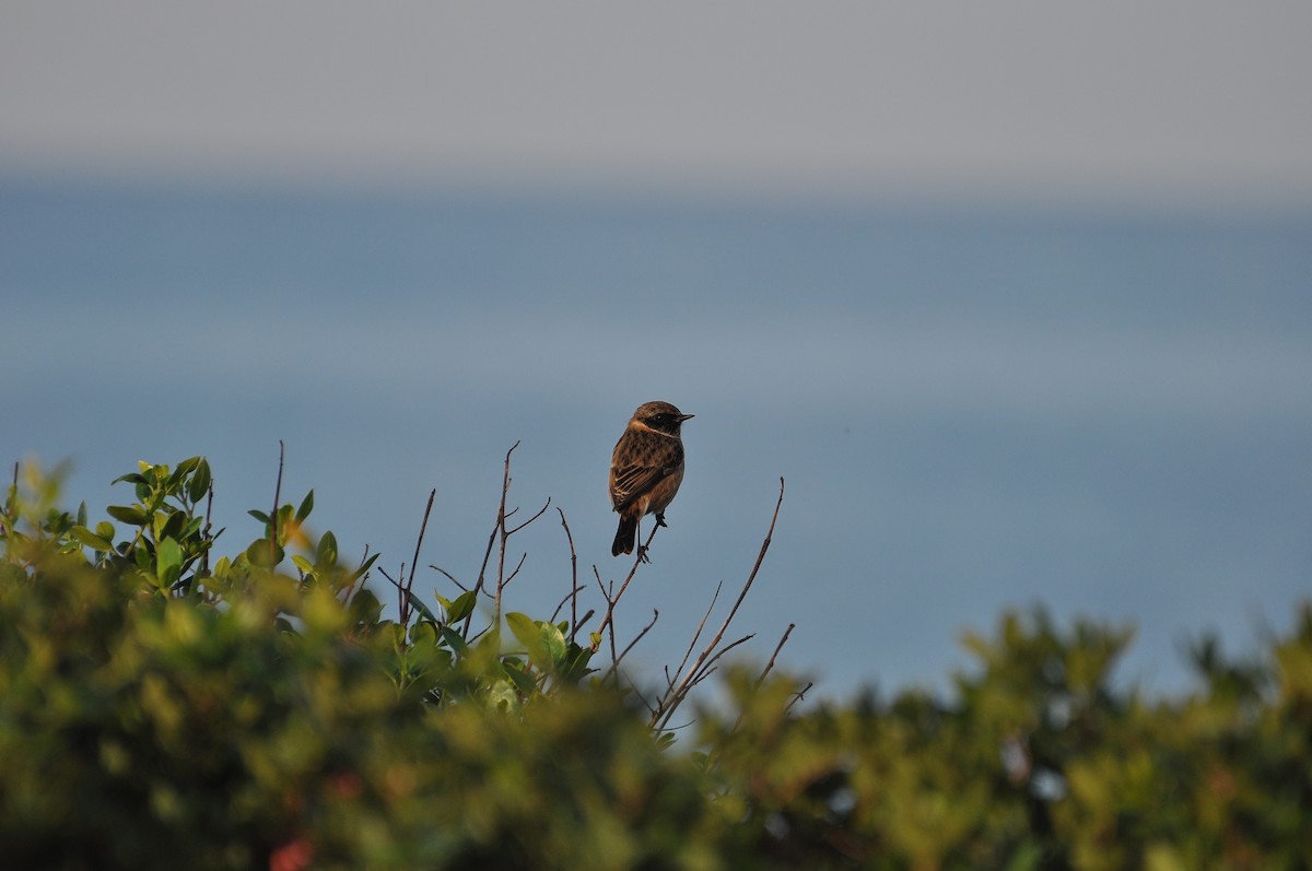 Tarabilla Europea - ML645931920