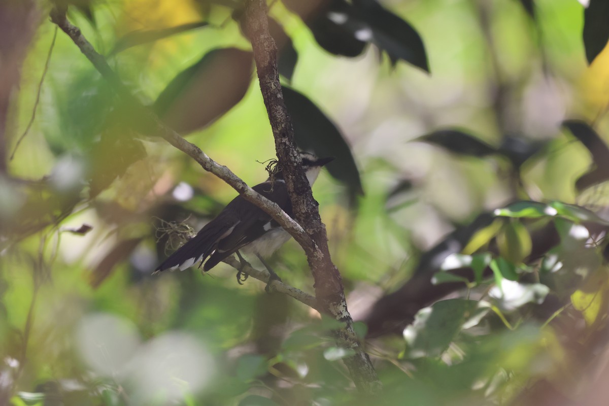 Petroica Cejuda - ML645931921