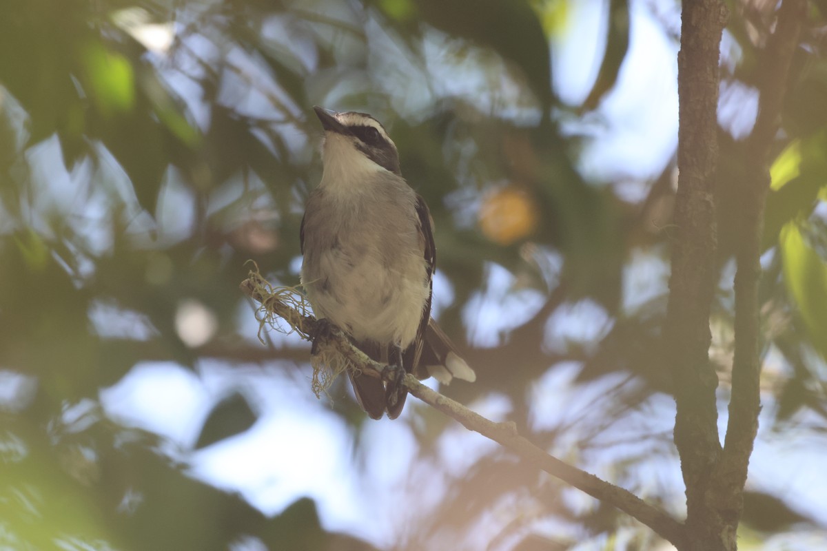 Petroica Cejuda - ML645931922