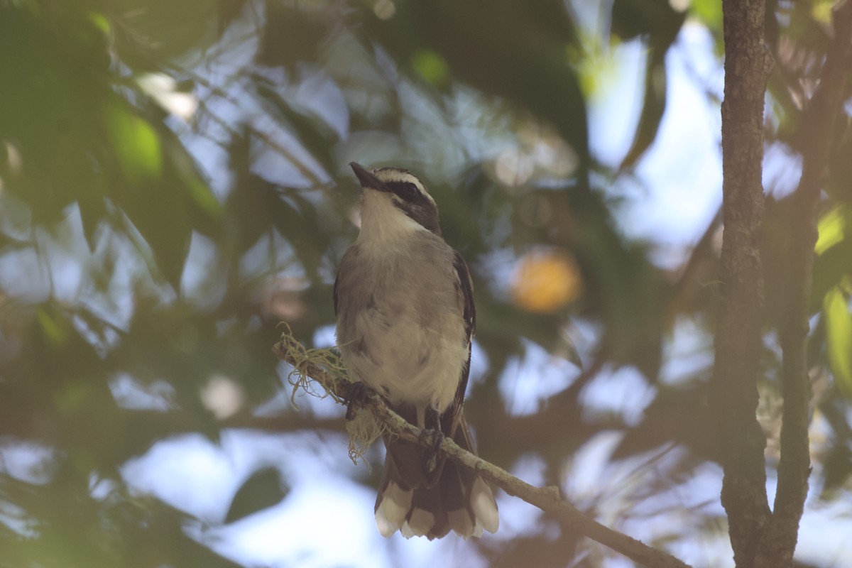 Petroica Cejuda - ML645931923