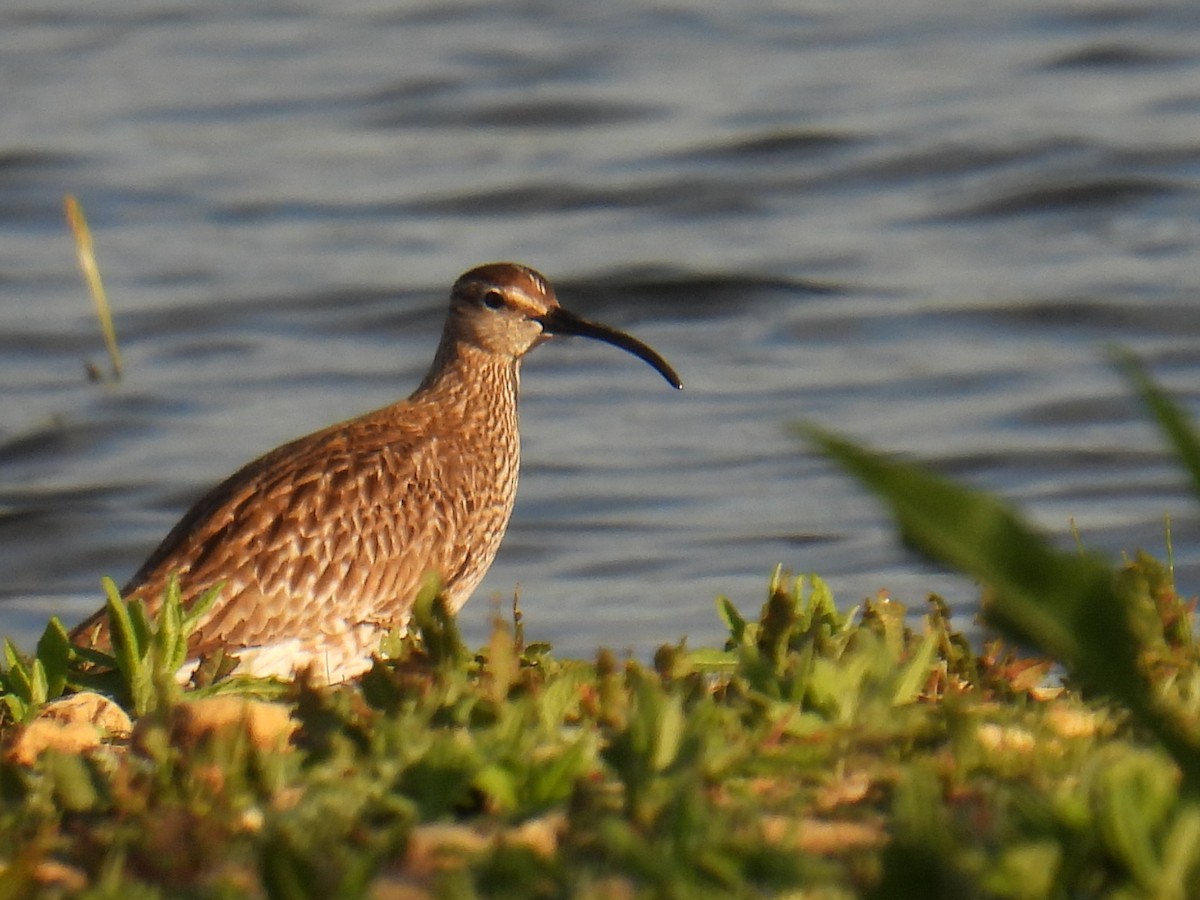 Zarapito Trinador Euroasiático - ML645931926
