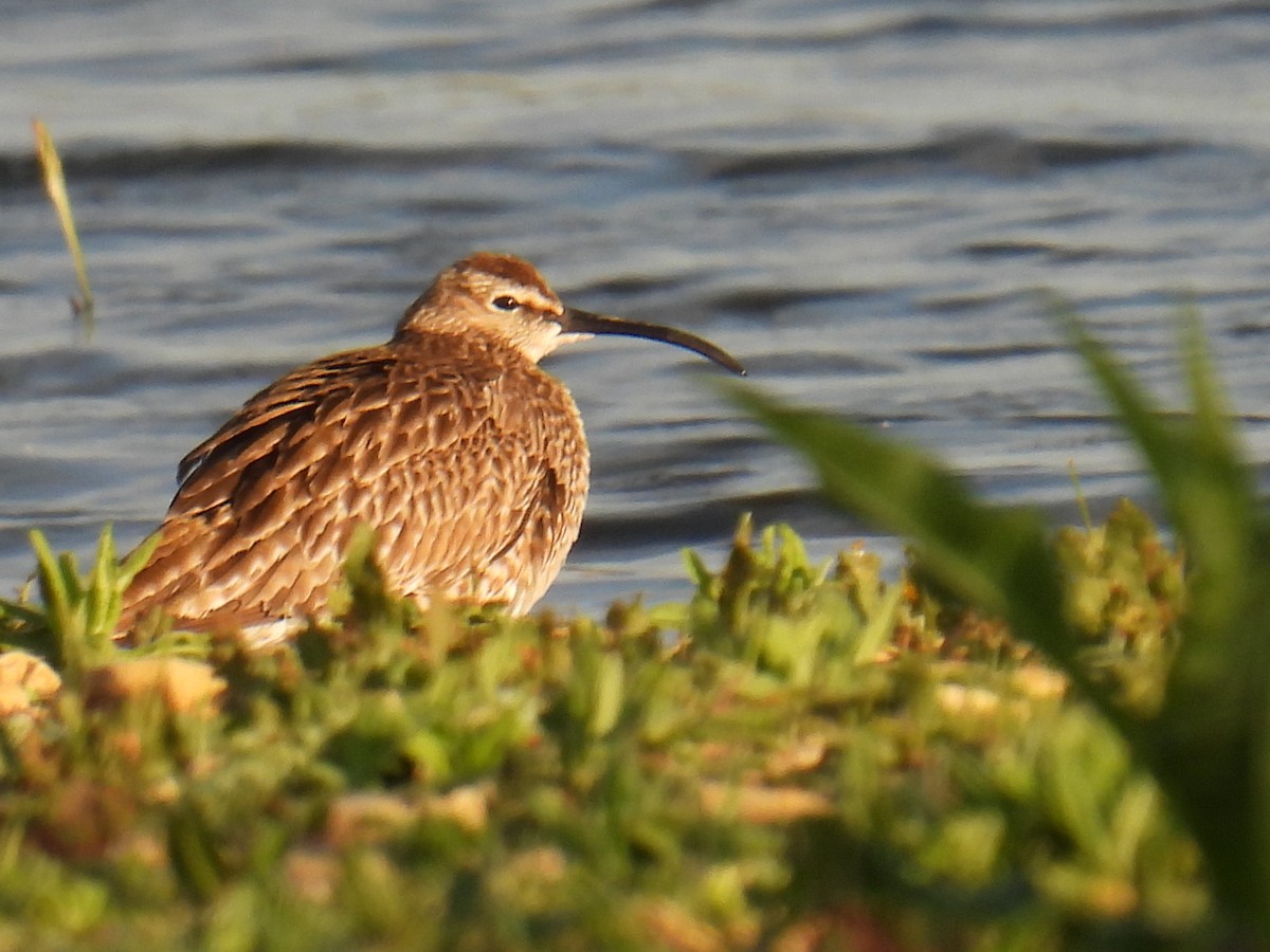 Zarapito Trinador Euroasiático - ML645931927