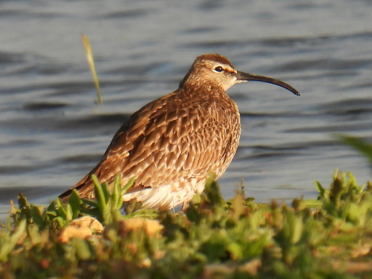 Zarapito Trinador Euroasiático - ML645931928
