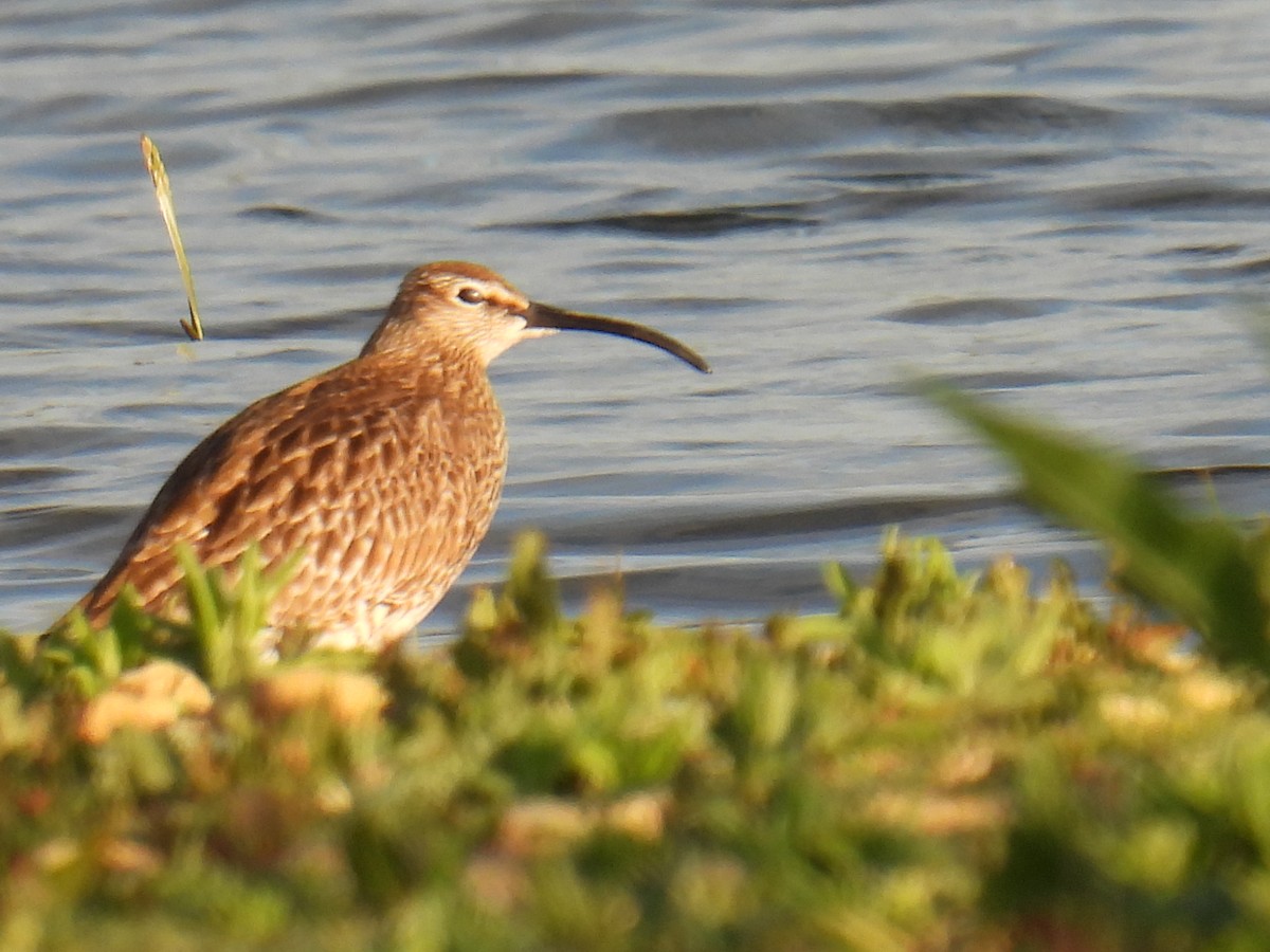 Zarapito Trinador Euroasiático - ML645931929