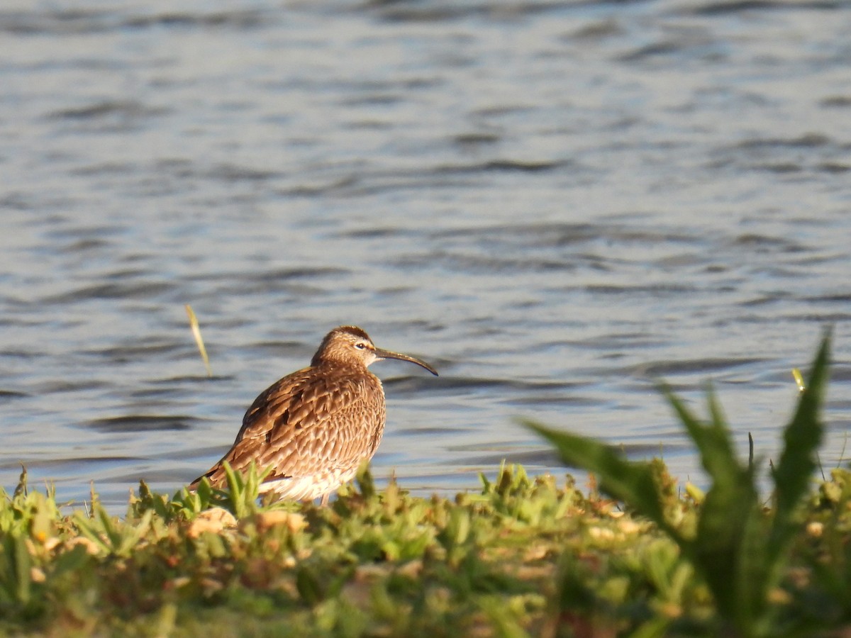 Zarapito Trinador Euroasiático - ML645931930