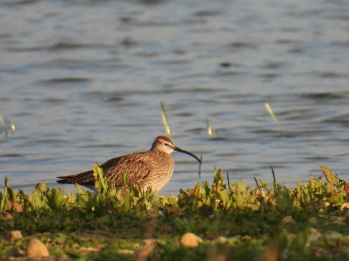 Zarapito Trinador Euroasiático - ML645931931