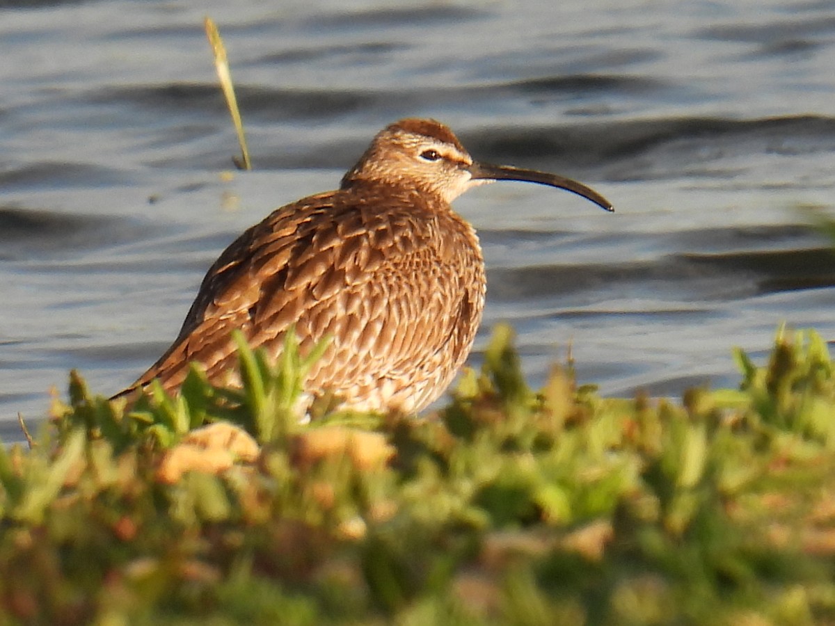 Zarapito Trinador Euroasiático - ML645931932