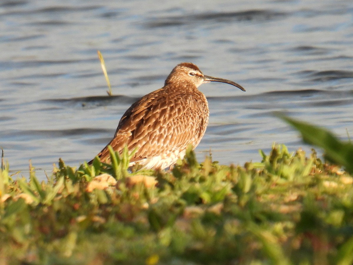 Zarapito Trinador Euroasiático - ML645931933