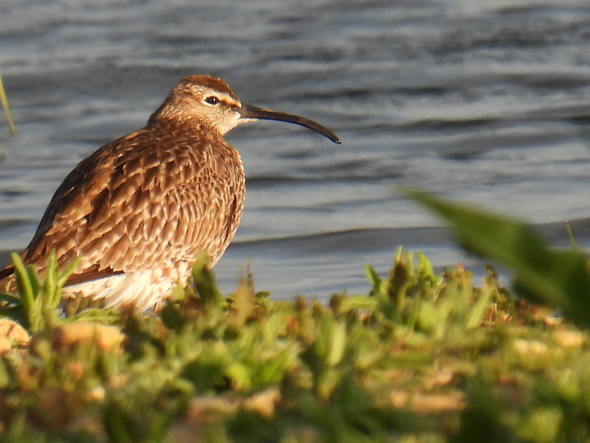Zarapito Trinador Euroasiático - ML645931934