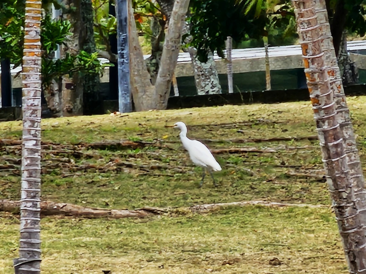 Garcilla Bueyera Oriental - ML645931935