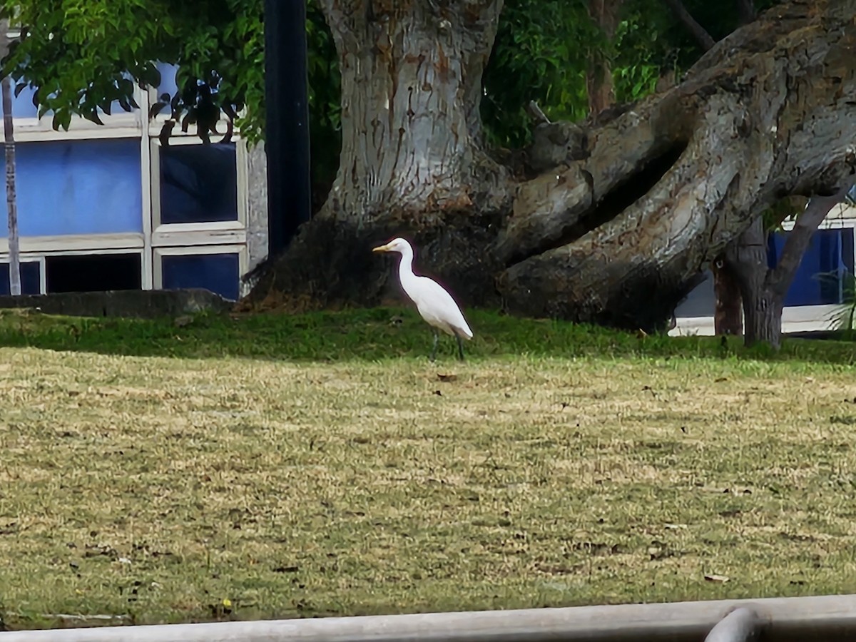 Garcilla Bueyera Oriental - ML645931937