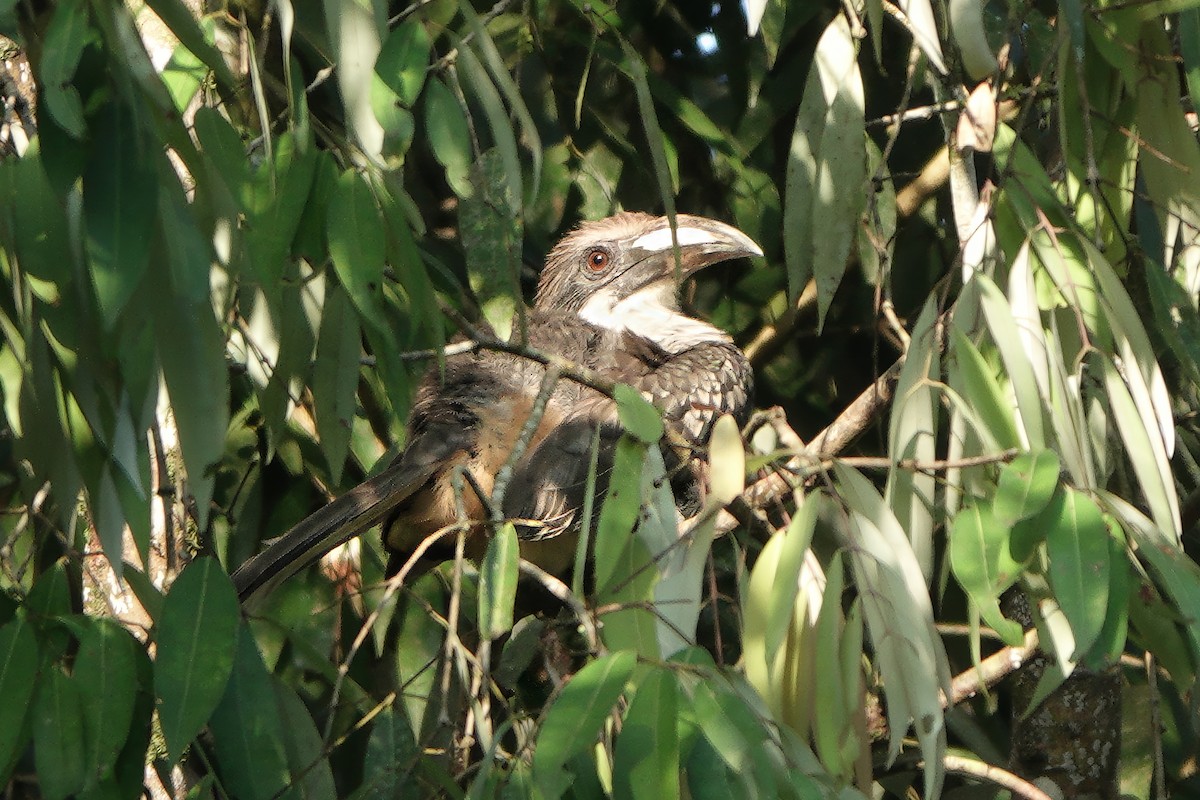 Cálao Gris Cingalés - ML645931938