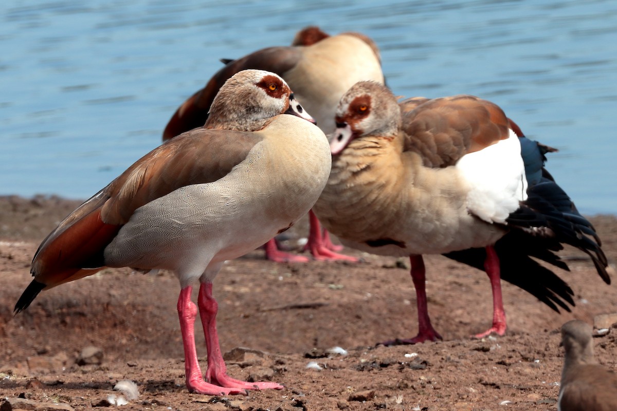 Ganso del Nilo - ML645931939