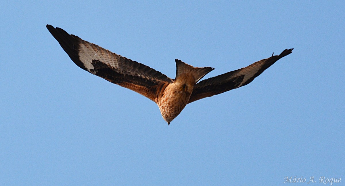 Milano Real - ML645931940