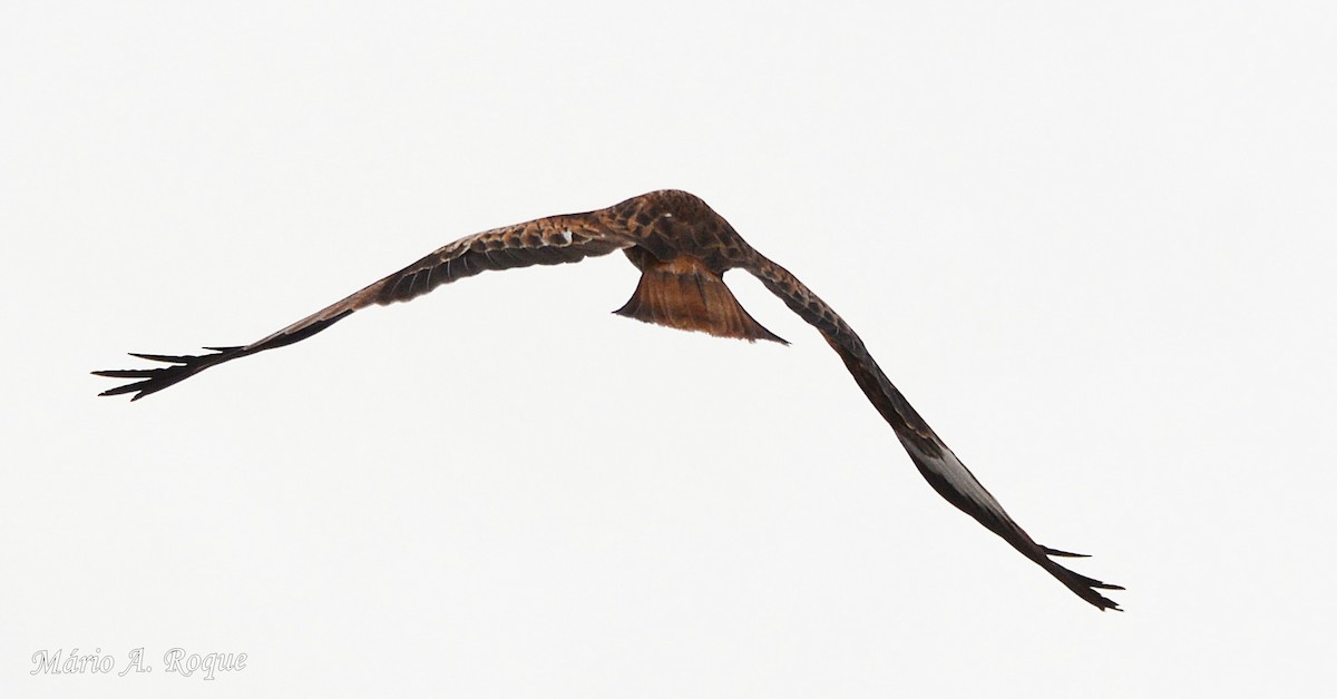 Milano Real - ML645931942