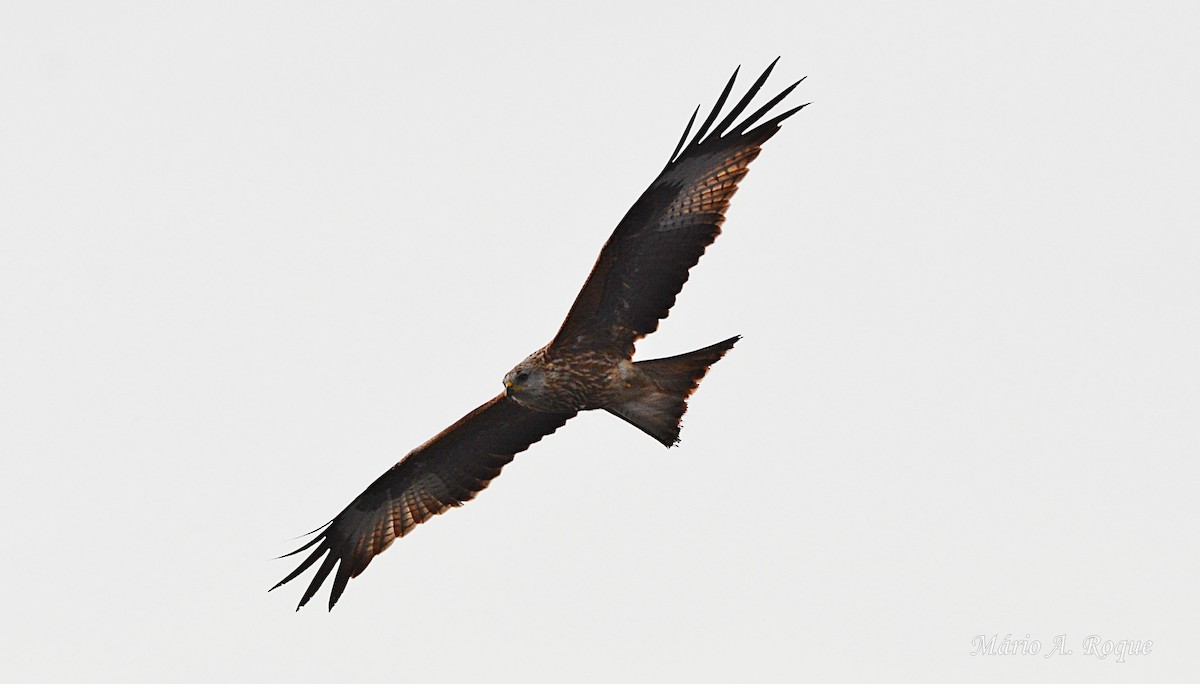 Milano Real - ML645931943