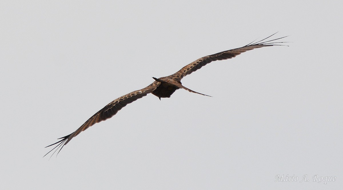 Milano Real - ML645931946