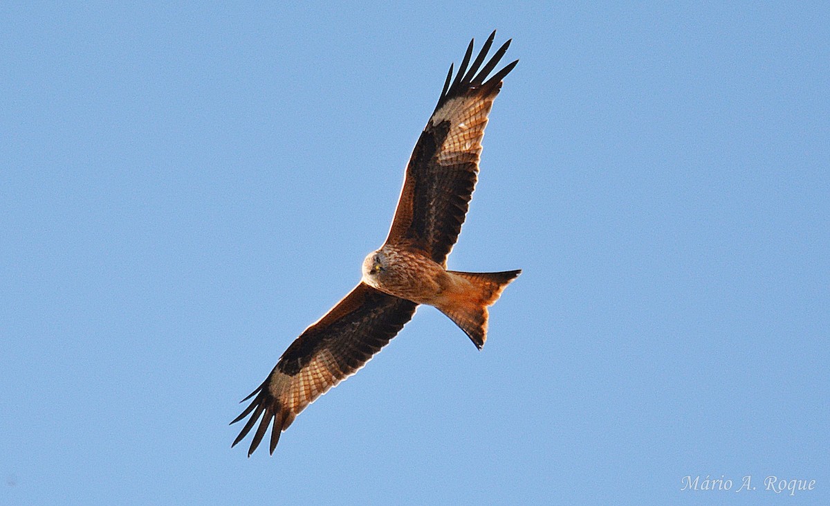 Milano Real - ML645931947