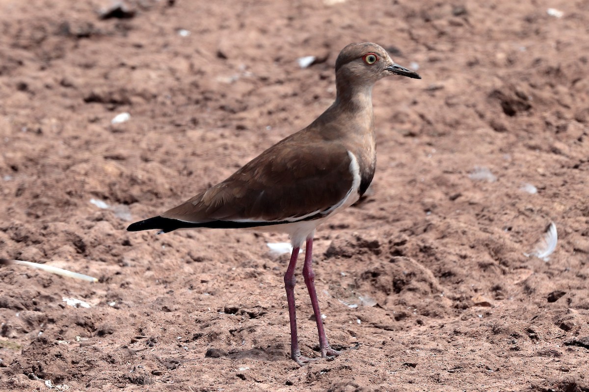 Avefría Lugubroide - ML645931948