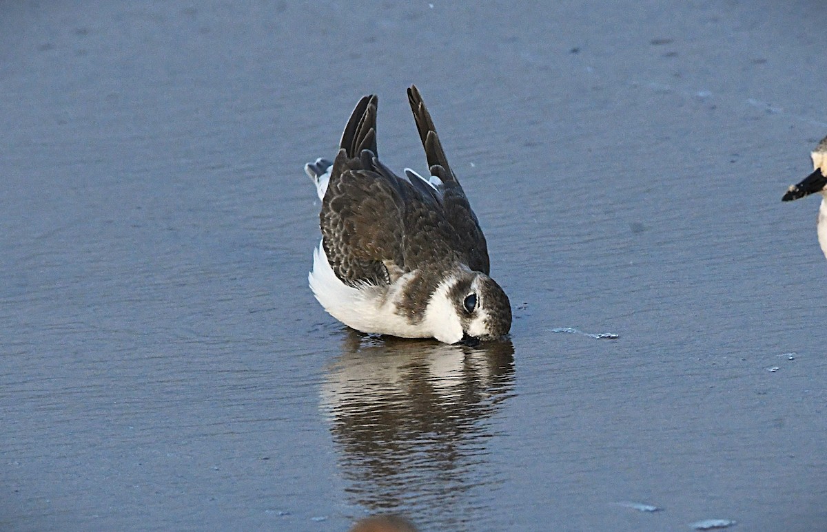 Chorlitejo Tibetano - ML645931952