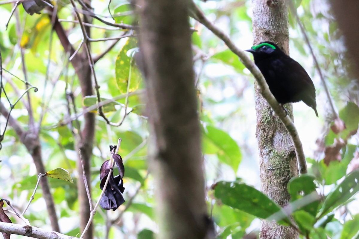 Velvet Asity - ML645931953